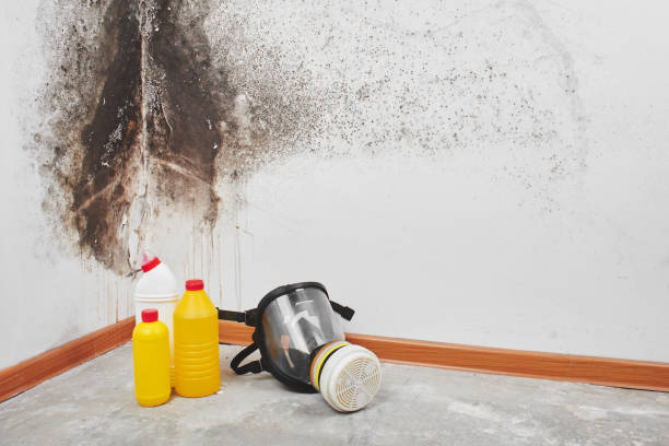 Best Mold Damage Repair  in Ocean Park, WA