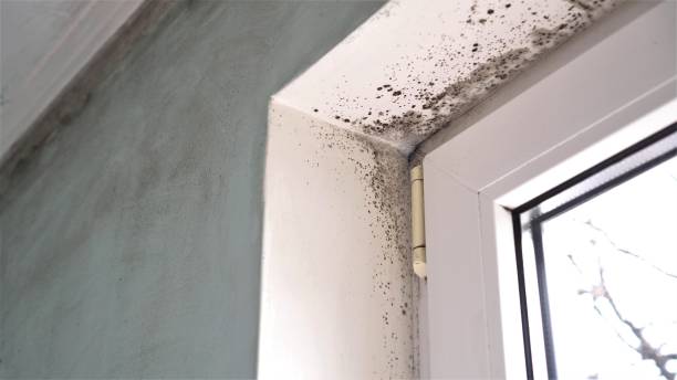 Best Affordable Mold Removal  in Ocean Park, WA