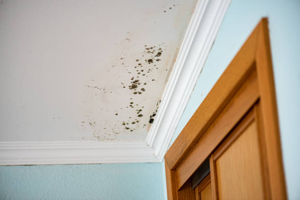 Best Office Mold Removal Services  in Ocean Park, WA