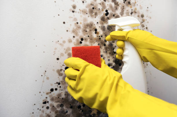 Best Emergency Mold Removal  in Ocean Park, WA