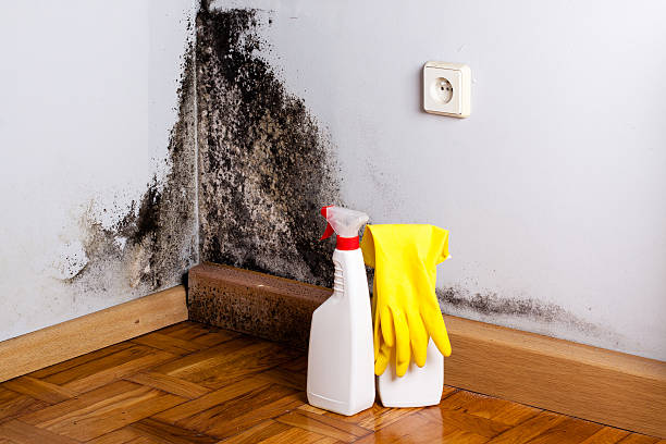 Mold Removal Process in Ocean Park, WA